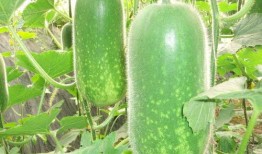 网红大瓜图片 爆料还是曝料,揭秘爆料背后的真相与争议